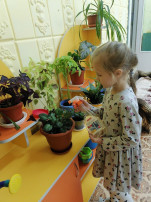 Работа в уголке природы Работа в уголке природы.